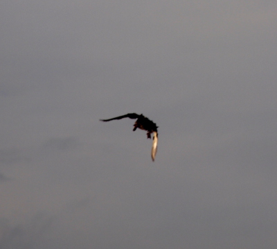 [A mallard flies away from the camera. While the white feathers on the right wing can be seen, the rest of the body is a silhouette and the webbed feet are hanging straight down.]